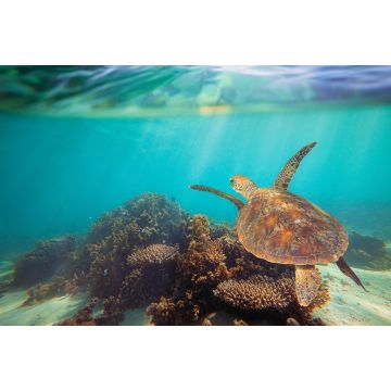 Lais Puzzle - Schildkröte schwimmt unter Wasser am Ningaloo Riff, Westaustralien - 2.000 Teile