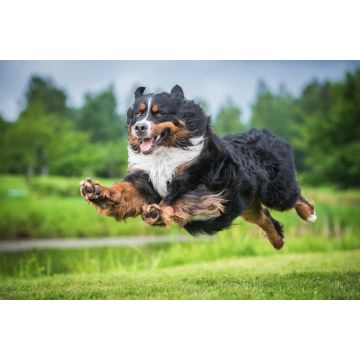 Lais Puzzle - Berner Sennenhund - 2.000 Teile