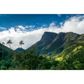 Lais Puzzle - Quindio-Wachspalmen im Valle de Cocora,nahe Salente, Zona Cafetera, Kolumbien - 2.000 Teile