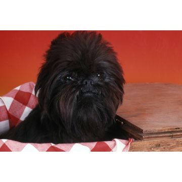 Lais Puzzle - Affenpinscher - 2.000 Teile