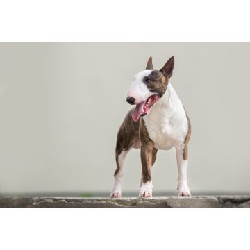 Lais Puzzle - Englischer Bullterrier - 2.000 Teile