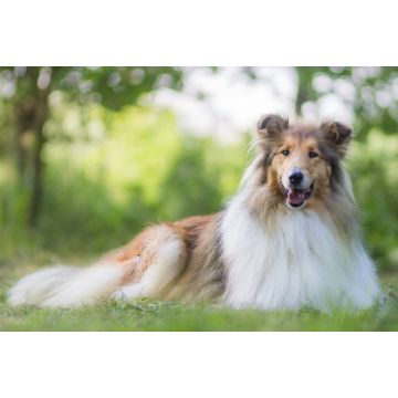 Lais Puzzle - Langhaarcollie - 2.000 Teile