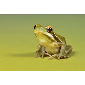 Lais Puzzle - Frosch, La Pampa, Argentinien - 2.000 Teile