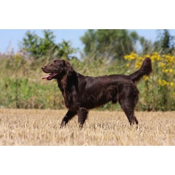 Lais Puzzle - Flat Coated Retriever - 2.000 Teile