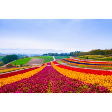 Lais Puzzle - Blumenfeld in Furano, Hokkaido, Japan - 2.000 Teile
