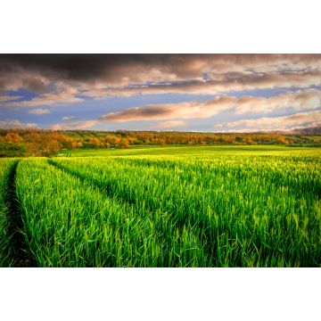Lais Puzzle - Bath of Light: ein ruhiges Weizenfeld nimmt sein letztes Bad im Sonnenlicht, bevor es in die kalte Nacht geht, in Newgrange, County Meath, Irland - 2.000 Teile