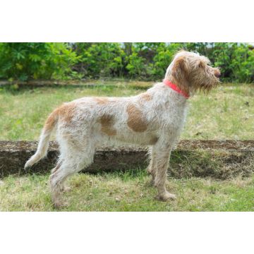 Lais Puzzle - Spinone Italiano - 2.000 Teile