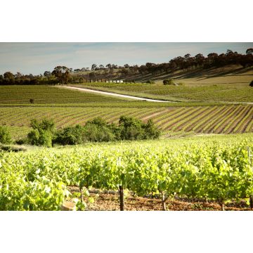 Lais Puzzle - Weingut Weinberge mit Reihen von konturierten Reben und Trauben, im Clare Valley, Südaustralien - 2.000 Teile
