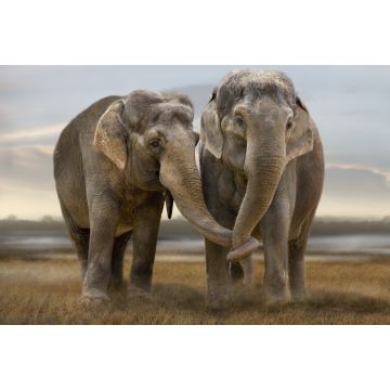 Lais Puzzle - Elefanten - 2.000 Teile
