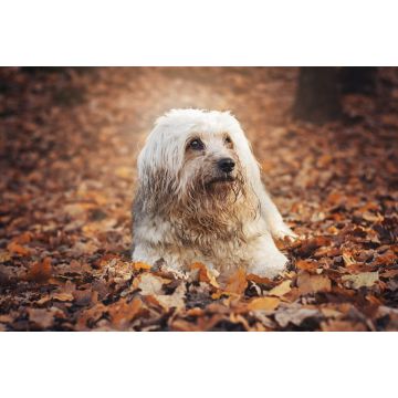 Lais Puzzle - Tibet Terrier - 2.000 Teile