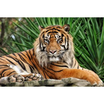 Lais Puzzle - Tiger - 2.000 Teile