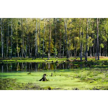 Lais Puzzle - Die Hirsche im geschützten Waldreservat Belovezhskaya Pushcha, dem UNESCO-Erbe - 2.000 Teile