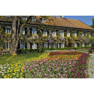 Lais Puzzle - Garten Tulpen (Tulipa) und chinesische Glyzinien (Wisteria sinensis), Garten in Aying, Bayern, Deutschland, Europa - 2.000 Teile