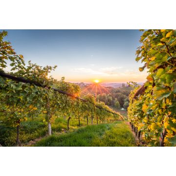Lais Puzzle - Sonnenaufgang in den Weinbergen in der Steiermark - 2.000 Teile