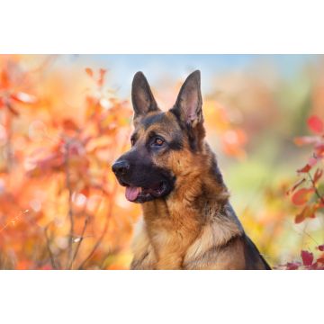 Lais Puzzle - Deutscher Schäferhund - 2.000 Teile