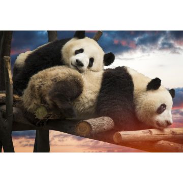 Lais Puzzle - Pandas - 2.000 Teile