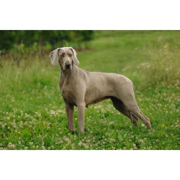 Lais Puzzle - Weimaraner - 2.000 Teile