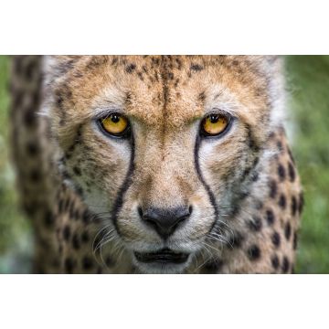 Lais Puzzle - Gepard - 2.000 Teile