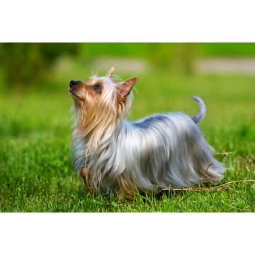 Lais Puzzle - Australian Silky Terrier - 2.000 Teile