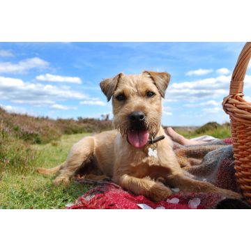 Lais Puzzle - Patterdale Terrier - 2.000 Teile