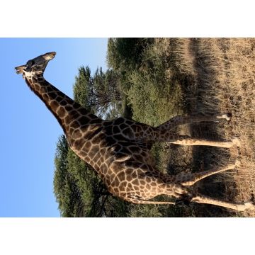 Lais Puzzle - Giraffe - 1.000 Teile
