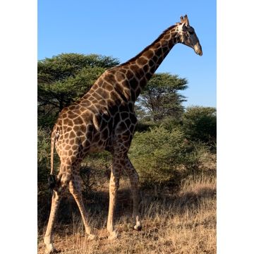 Lais Puzzle - Giraffe - 1.000 Teile