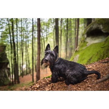 Lais Puzzle - Scottish Terrier - 2.000 Teile