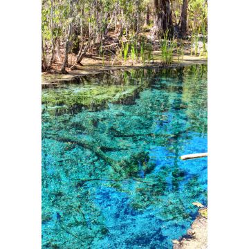 Lais Puzzle - Palmen am Mataranka River in Australien haben eine natürliche Schönheit mit schönem blauen Wasser, im Northern Territory, Australien - 2.000 Teile