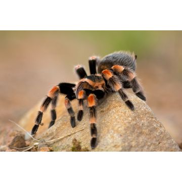 Lais Puzzle - Brachypelma auratum (auch Mexikanisches Flammenknie genannt) ist eine Vogelspinne, die in den Regionen Guerrero und Michoacán in Mexiko endemisch ist - 2.000 Teile