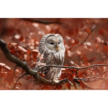 Lais Puzzle - Eule - 2.000 Teile