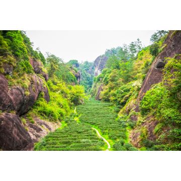 Lais Puzzle - Teeplantage in den Wuyi-Bergen, Fujian-Provinz, China - 2.000 Teile