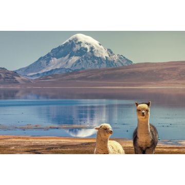 Lais Puzzle - Alpaka (Vicugna pacos), die am Ufer des Chungara-Sees am Fuße des Sajama-Vulkans im Norden Chiles weiden. - 2.000 Teile