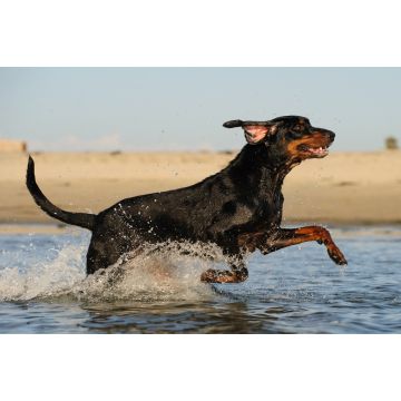 Lais Puzzle - Black and Tan Coonhound - 2.000 Teile