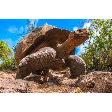 Lais Puzzle - Galapagos-Inseln, Ecuador - 2.000 Teile