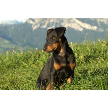 Lais Puzzle - Deutscher Jagdterrier - 2.000 Teile