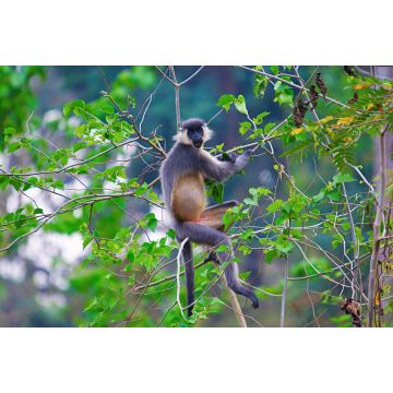 Lais Puzzle - Kappenlangur, Trachypithecus pileatus, Nameri National Park, Indien - 2.000 Teile