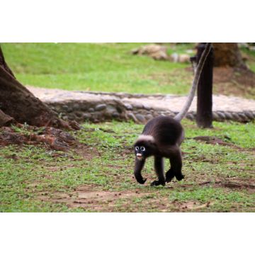 Lais Puzzle - Dusky Langur oder Blattaffen laufen auf dem Boden - 2.000 Teile