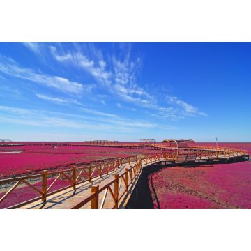 Lais Puzzle - Panjin roter Strand, Liaoning, China - 2.000 Teile