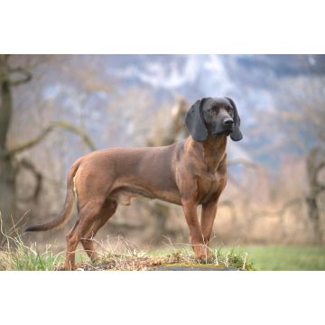 Lais Puzzle - Bayerischer Gebirgsschweisshund - 2.000 Teile
