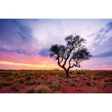 Lais Puzzle - Ein Hakea-Baum steht allein im australischen Outback während des Sonnenuntergangs. Pilbara-Region, Westaustralien, Australien - 2.000 Teile