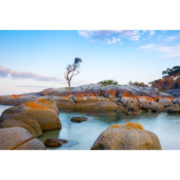 Lais Puzzle - Ein einzelner Baum wächst auf einem Granitfelsen in der Bay of Fires, an der Ostküste von Tasmanien, Australien - 2.000 Teile
