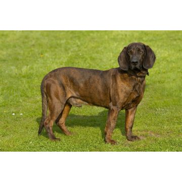Lais Puzzle - Hannoverscher Schweißhund - 2.000 Teile