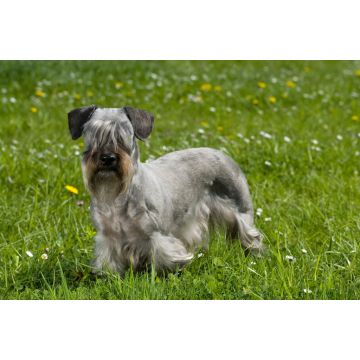 Lais Puzzle - Cesky Terrier - 2.000 Teile