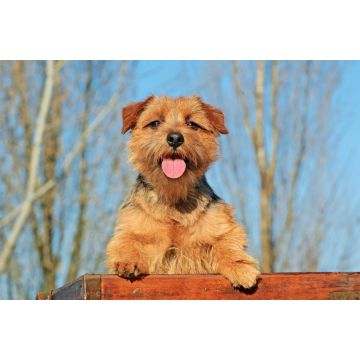 Lais Puzzle - Norfolk Terrier - 2.000 Teile