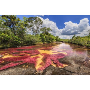 Lais Puzzle - Cano Cristales (Fluss der fünf Farben), La Macarena, Meta, Kolumbien - 2.000 Teile