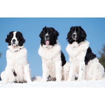 Lais Puzzle - Landseer - 2.000 Teile