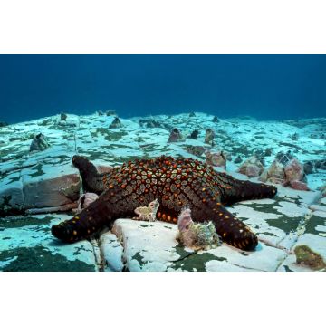 Lais Puzzle - Seesterne in der abgelegenen Malpelo-Insel, UNESCO-Welterbe in Kolumbien - 2.000 Teile