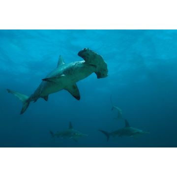 Lais Puzzle - Gebogene Hammerhaie in der abgelegenen Offshore-Insel Malpelo, UNESCO-Weltkulturerbe in Kolumbien - 2.000 Teile