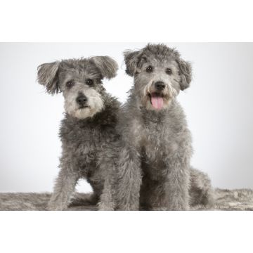 Lais Puzzle - Pumi - 2.000 Teile