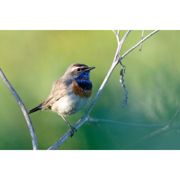 Lais Puzzle - Blaukehlchen - 2.000 Teile